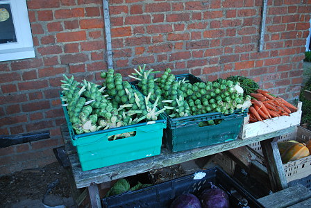 Fresh Vegetables